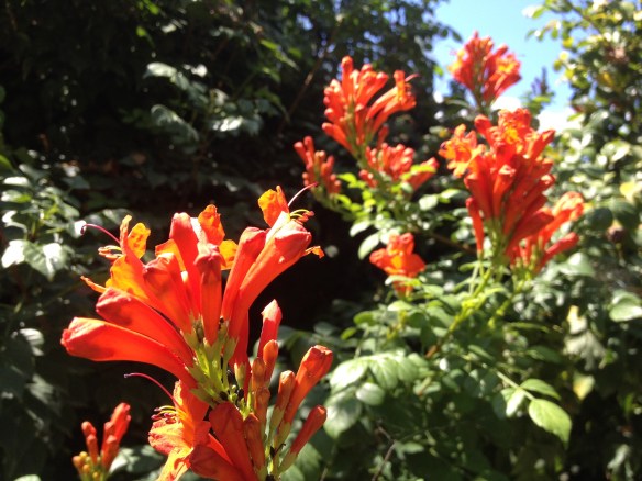 Flowers in a park in Neve Sha'anan, Haifa